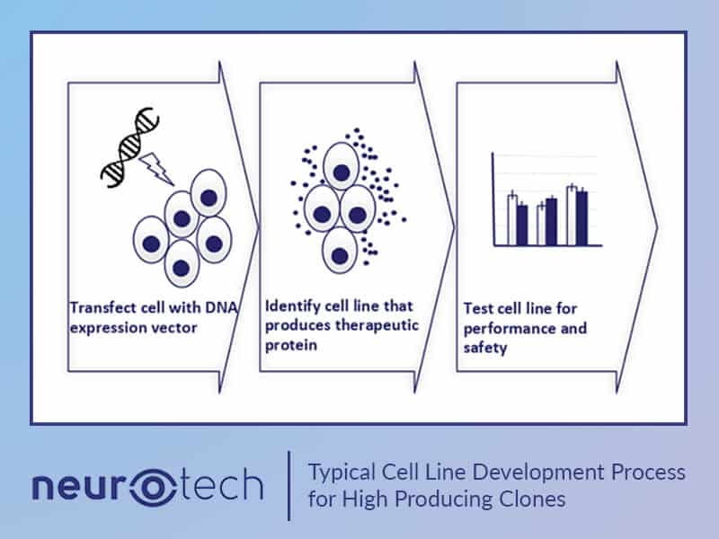 Typical Cell Line Development Process for High Producing Clones